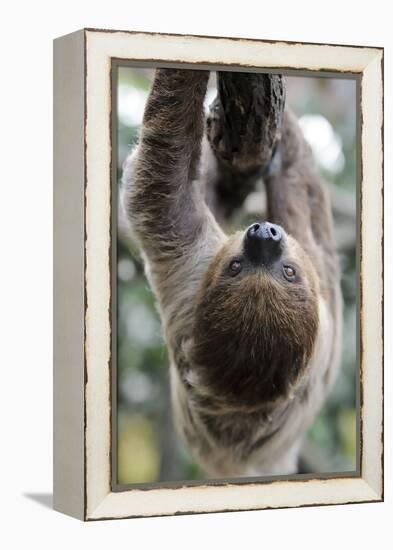 2 Finger Sloth, Choloepus Didactylus, Branch, Hang, Climb Headlong-Ronald Wittek-Framed Premier Image Canvas