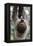 2 Finger Sloth, Choloepus Didactylus, Branch, Hang, Climb Headlong-Ronald Wittek-Framed Premier Image Canvas