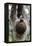 2 Finger Sloth, Choloepus Didactylus, Branch, Hang, Climb Headlong-Ronald Wittek-Framed Premier Image Canvas