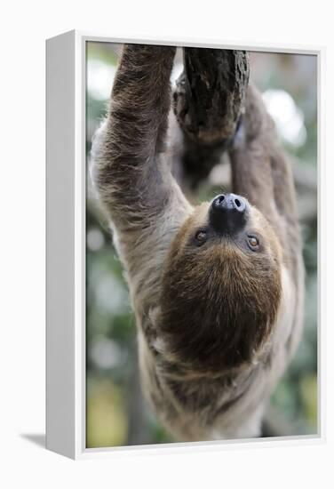 2 Finger Sloth, Choloepus Didactylus, Branch, Hang, Climb Headlong-Ronald Wittek-Framed Premier Image Canvas