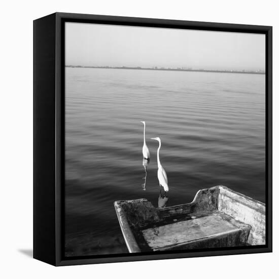 2 Herons Leaving-Moises Levy-Framed Premier Image Canvas