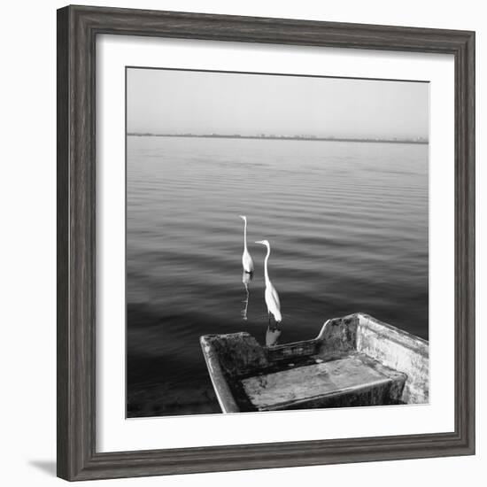 2 Herons Leaving-Moises Levy-Framed Photographic Print