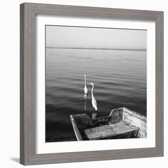 2 Herons Leaving-Moises Levy-Framed Photographic Print