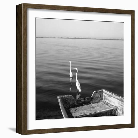 2 Herons Leaving-Moises Levy-Framed Photographic Print