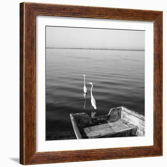 2 Herons Leaving-Moises Levy-Framed Photographic Print