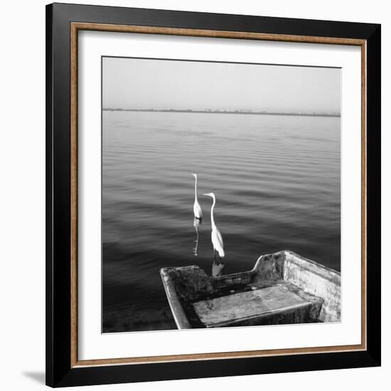 2 Herons Leaving-Moises Levy-Framed Photographic Print