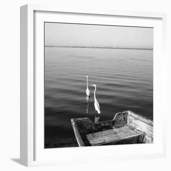 2 Herons Leaving-Moises Levy-Framed Photographic Print