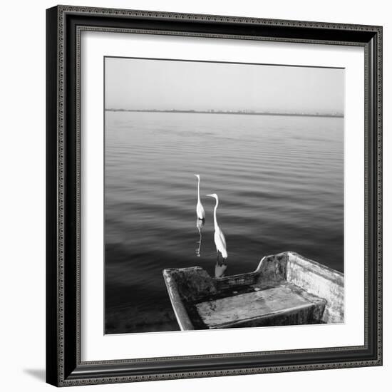 2 Herons Leaving-Moises Levy-Framed Photographic Print