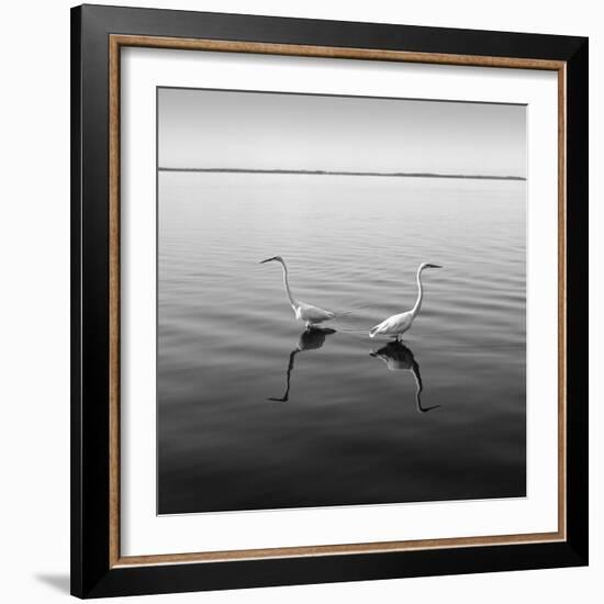 2 Herons-Moises Levy-Framed Photographic Print