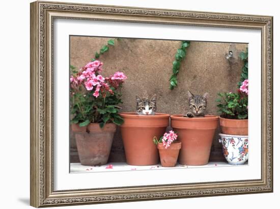 2 Kittens in Flowerpots-null-Framed Photographic Print