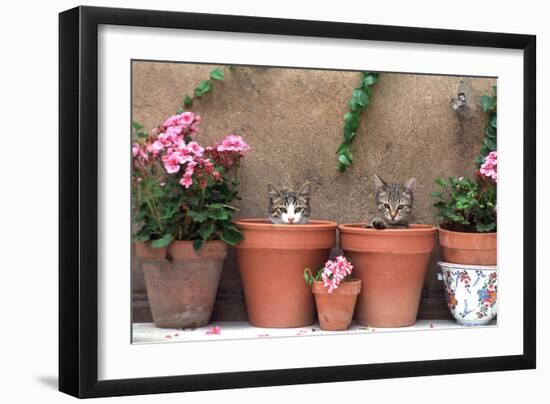 2 Kittens in Flowerpots-null-Framed Photographic Print