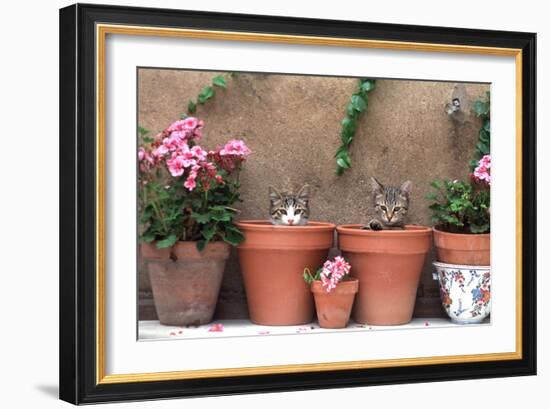 2 Kittens in Flowerpots-null-Framed Photographic Print