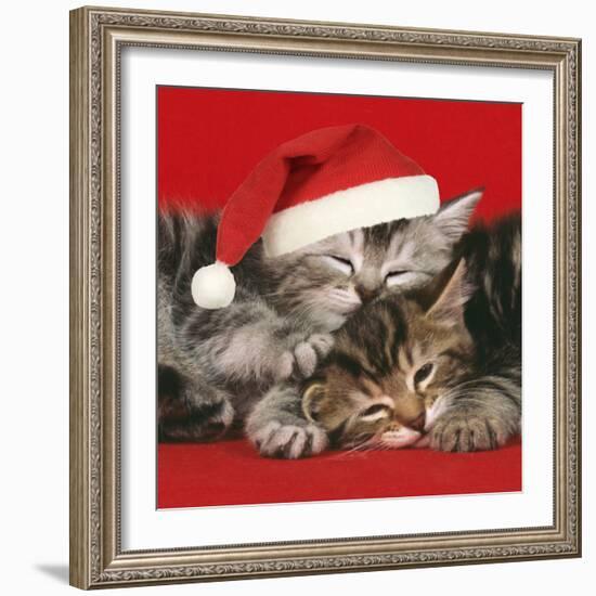 2 Kittens One Sleeping Wearing Christmas Hats-null-Framed Photographic Print