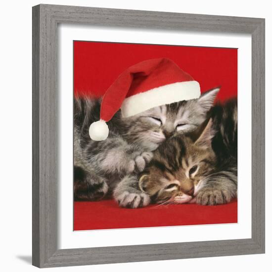2 Kittens One Sleeping Wearing Christmas Hats-null-Framed Photographic Print