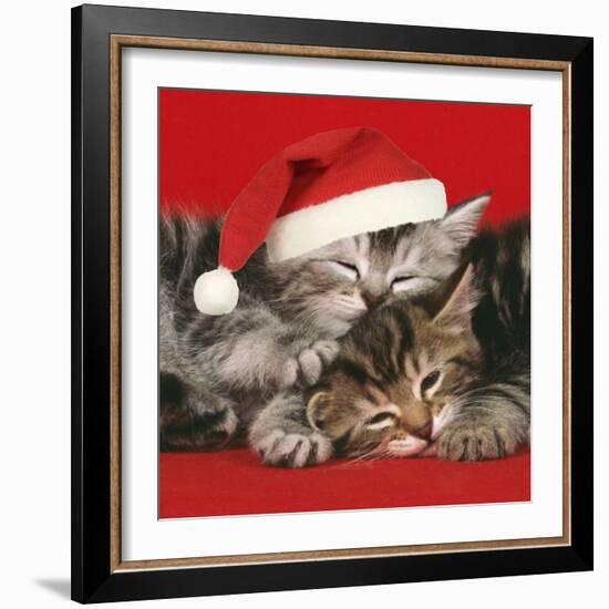 2 Kittens One Sleeping Wearing Christmas Hats-null-Framed Photographic Print