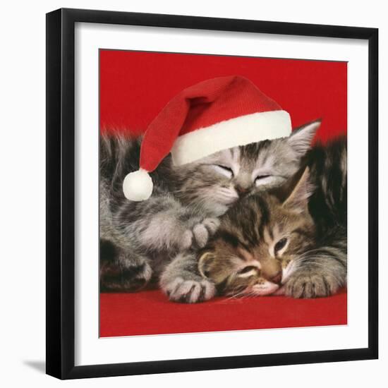 2 Kittens One Sleeping Wearing Christmas Hats-null-Framed Photographic Print