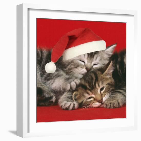 2 Kittens One Sleeping Wearing Christmas Hats-null-Framed Photographic Print