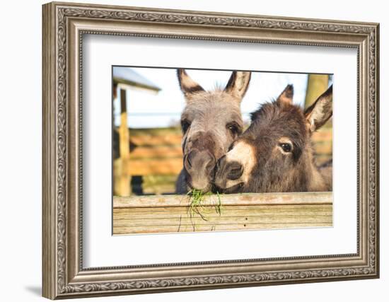 2 Miniature Donkeys Cuddling While They are Eating Grass.-babeaudufraing-Framed Photographic Print