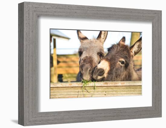 2 Miniature Donkeys Cuddling While They are Eating Grass.-babeaudufraing-Framed Photographic Print