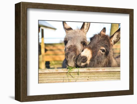 2 Miniature Donkeys Cuddling While They are Eating Grass.-babeaudufraing-Framed Photographic Print