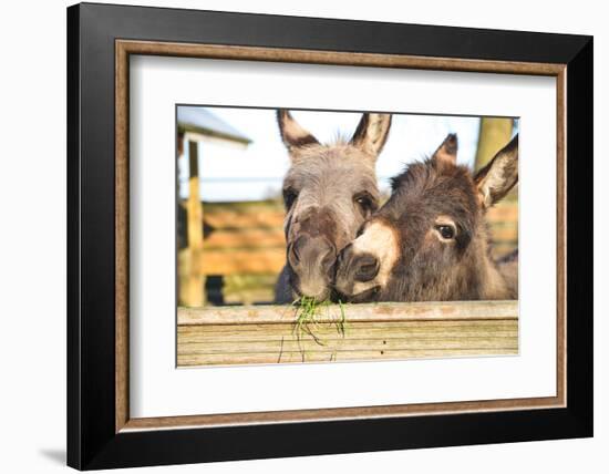 2 Miniature Donkeys Cuddling While They are Eating Grass.-babeaudufraing-Framed Photographic Print