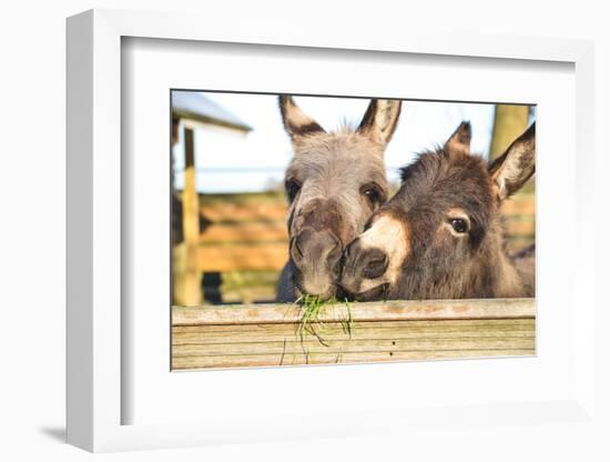 2 Miniature Donkeys Cuddling While They are Eating Grass.-babeaudufraing-Framed Photographic Print