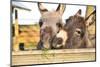 2 Miniature Donkeys Cuddling While They are Eating Grass.-babeaudufraing-Mounted Photographic Print