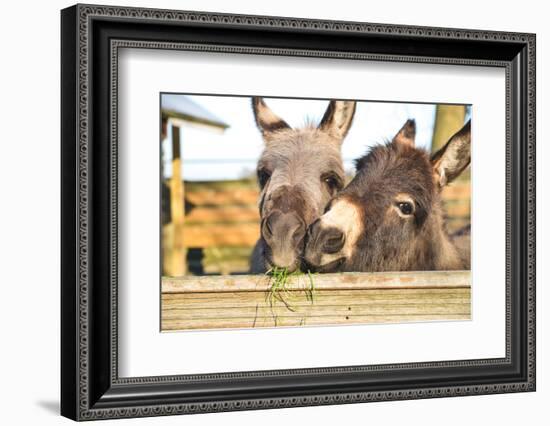 2 Miniature Donkeys Cuddling While They are Eating Grass.-babeaudufraing-Framed Photographic Print