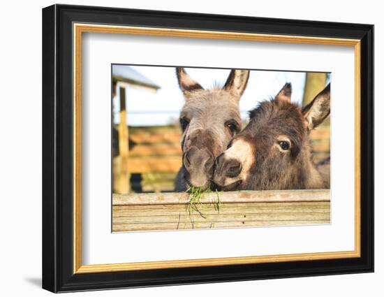 2 Miniature Donkeys Cuddling While They are Eating Grass.-babeaudufraing-Framed Photographic Print