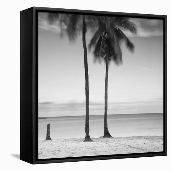 2 Palmeras-Moises Levy-Framed Stretched Canvas