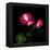 2 Roses 2 Tones-Magda Indigo-Framed Premier Image Canvas