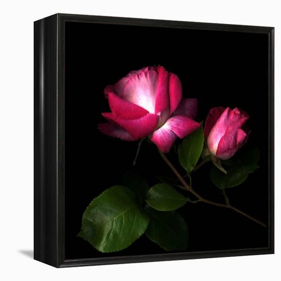 2 Roses 2 Tones-Magda Indigo-Framed Premier Image Canvas