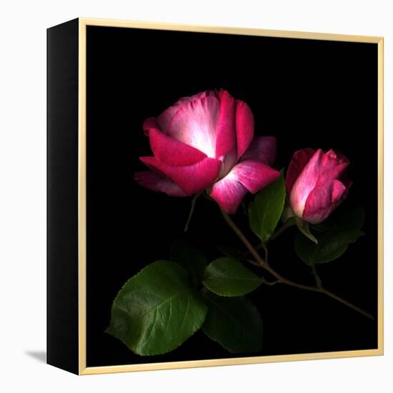 2 Roses 2 Tones-Magda Indigo-Framed Premier Image Canvas