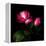 2 Roses 2 Tones-Magda Indigo-Framed Premier Image Canvas