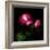 2 Roses 2 Tones-Magda Indigo-Framed Photographic Print