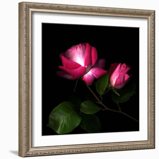 2 Roses 2 Tones-Magda Indigo-Framed Photographic Print