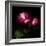 2 Roses 2 Tones-Magda Indigo-Framed Photographic Print