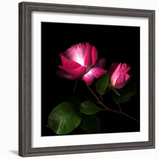 2 Roses 2 Tones-Magda Indigo-Framed Photographic Print