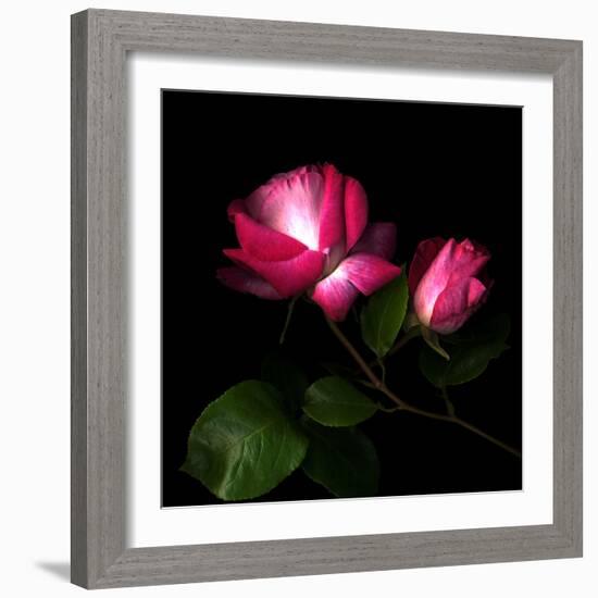 2 Roses 2 Tones-Magda Indigo-Framed Photographic Print