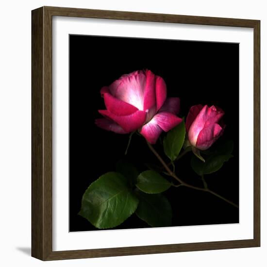 2 Roses 2 Tones-Magda Indigo-Framed Photographic Print