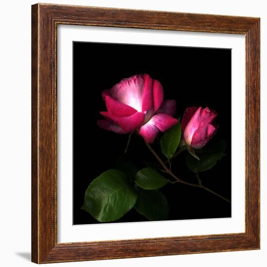 2 Roses 2 Tones-Magda Indigo-Framed Photographic Print