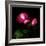 2 Roses 2 Tones-Magda Indigo-Framed Photographic Print