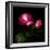 2 Roses 2 Tones-Magda Indigo-Framed Photographic Print