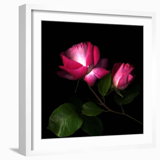 2 Roses 2 Tones-Magda Indigo-Framed Photographic Print