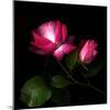 2 Roses 2 Tones-Magda Indigo-Mounted Photographic Print