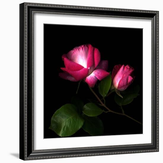 2 Roses 2 Tones-Magda Indigo-Framed Photographic Print