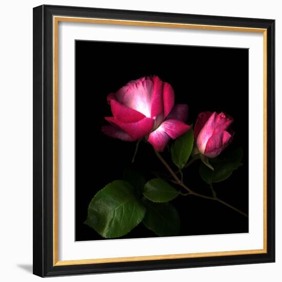 2 Roses 2 Tones-Magda Indigo-Framed Photographic Print