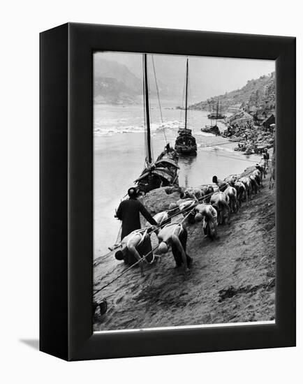 2 Rows of Chinese Trackers Plodding Along Bank of Yangtze River Towing a Junk Slowly Up River-Dmitri Kessel-Framed Premier Image Canvas