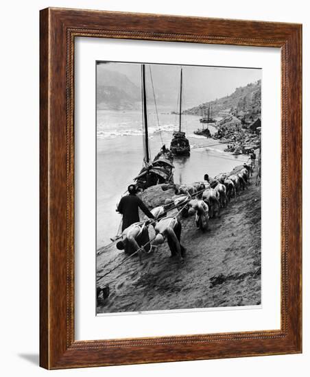 2 Rows of Chinese Trackers Plodding Along Bank of Yangtze River Towing a Junk Slowly Up River-Dmitri Kessel-Framed Photographic Print