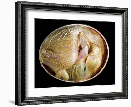 20 Day Old Chick in Egg-null-Framed Photographic Print